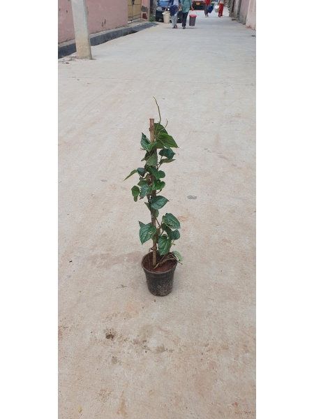 Paan in 6 Inch Nursery Pot