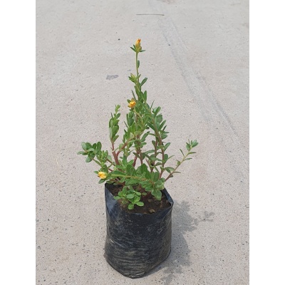 Common Purslane ( 5 inch black poly bag )