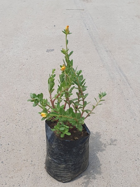 Common Purslane ( 5 inch black poly bag )