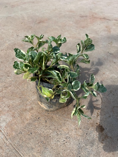 Alternanthera White in 4 Inch Nursery Bag