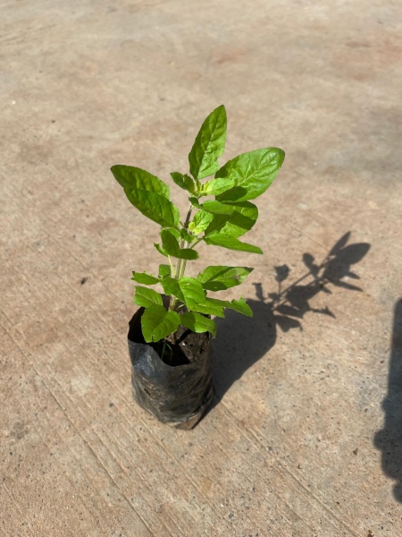 Rama Tulsi in 4 Inch Nursery Bag