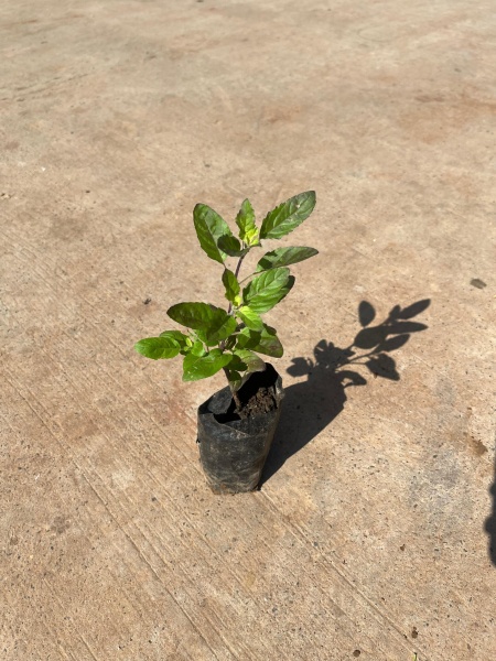 Shyama Tulsi in 4 Inch Nursery Bag