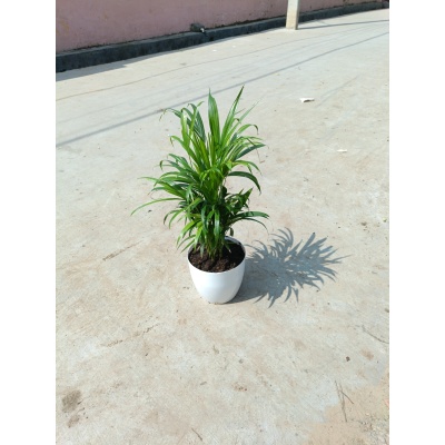 Arica palm