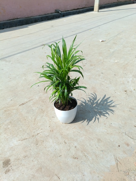 Arica palm