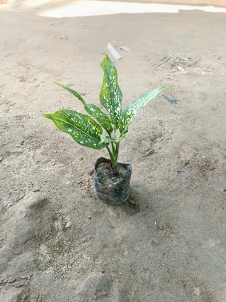 Aglaonema Snow White