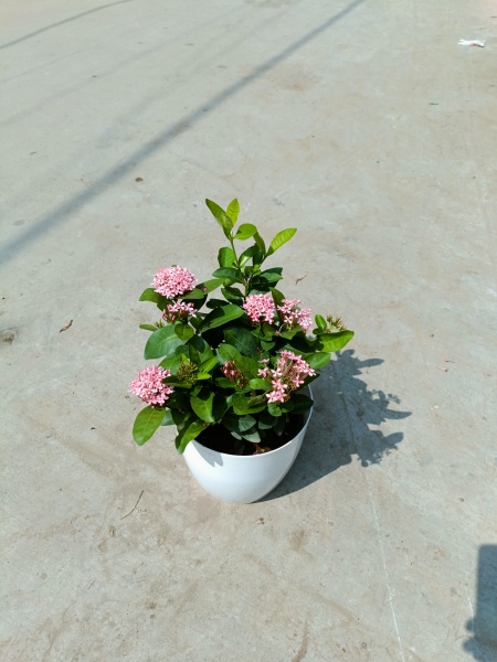 Chinese Ixora